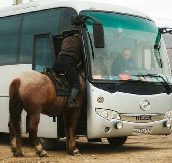 Конь в автобусе