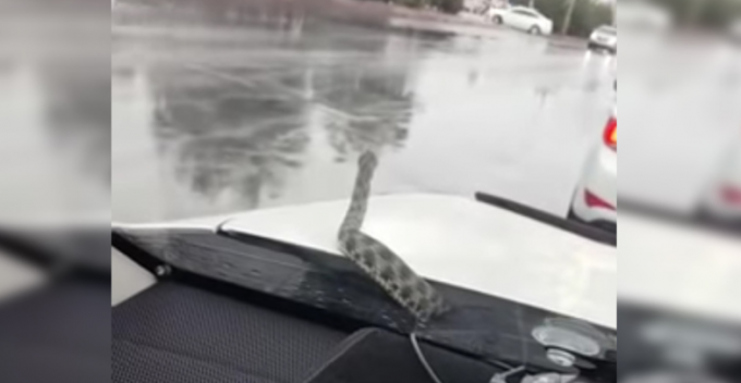 Змея вылезла из капота авто