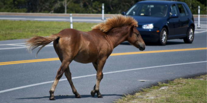 Лошадь переходит дорогу