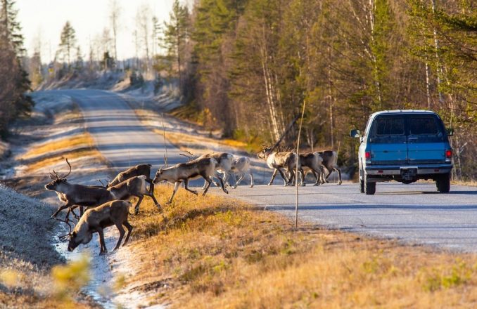 Животные переходят дорогу