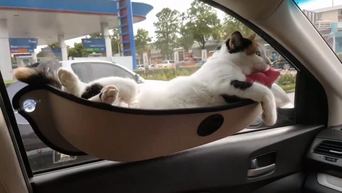 Кошка в автомобиле у окна